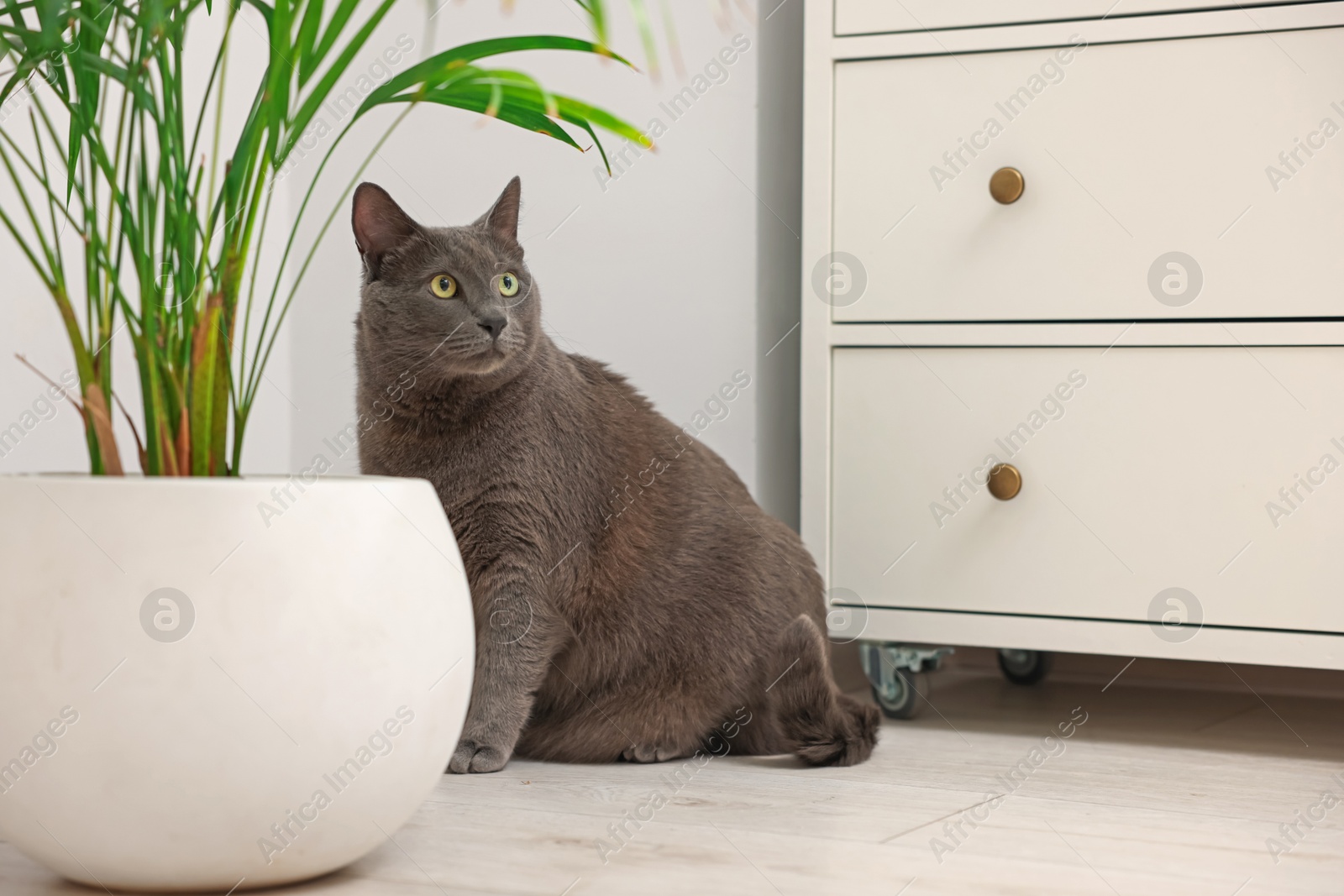 Photo of Cute grey cat near houseplant at home