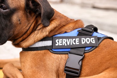 Photo of Service dog in vest on blurred background, closeup