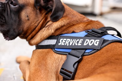 Photo of Service dog in vest on blurred background, closeup