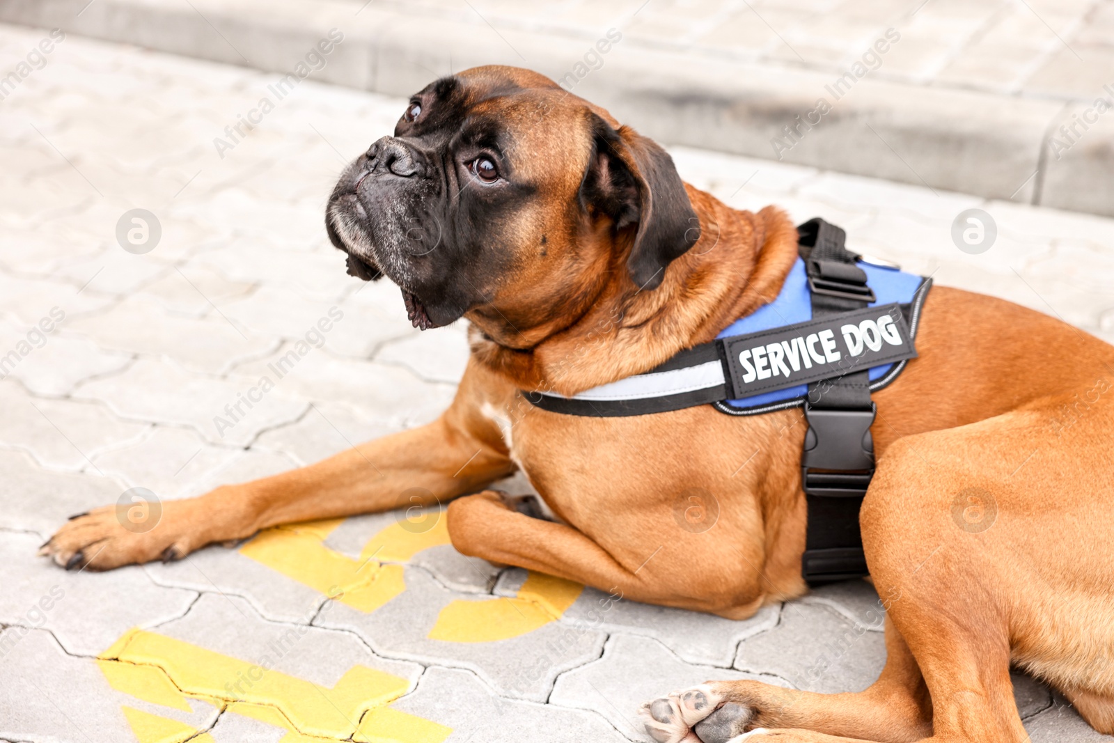 Photo of Cute service dog in vest lying on pavement outdoors