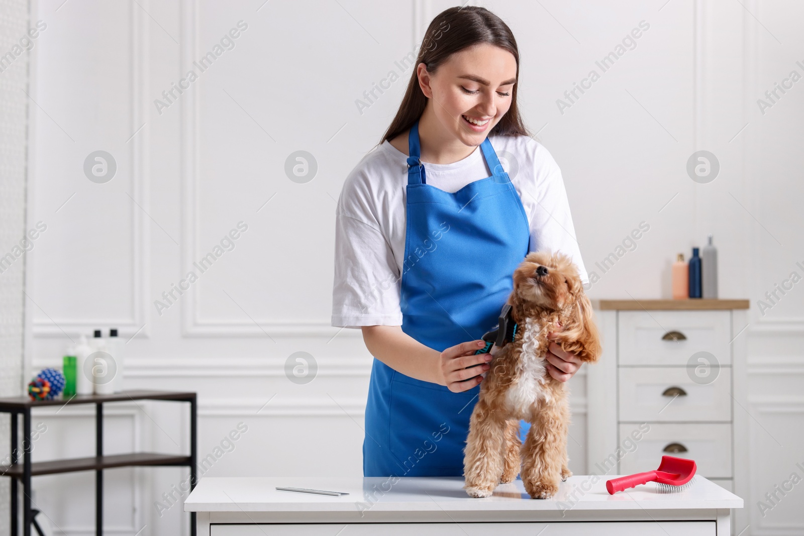 Photo of Woman brushing cute Maltipoo dog in room