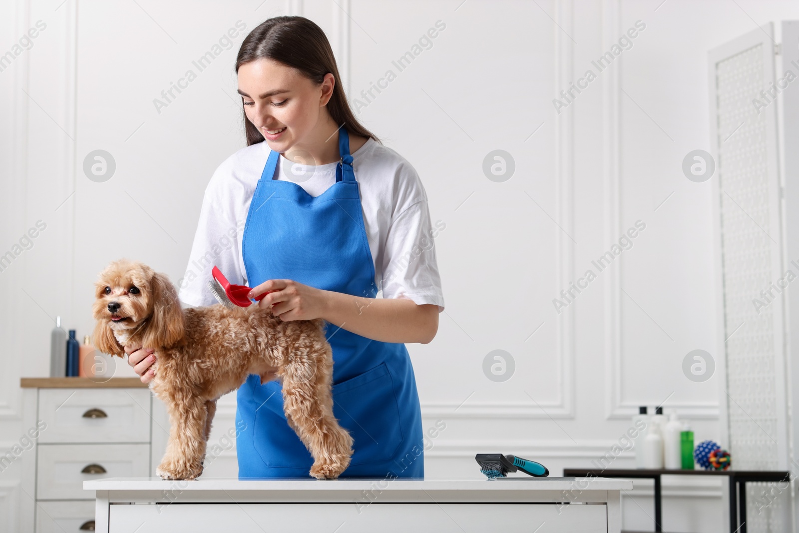 Photo of Woman brushing cute Maltipoo dog in room