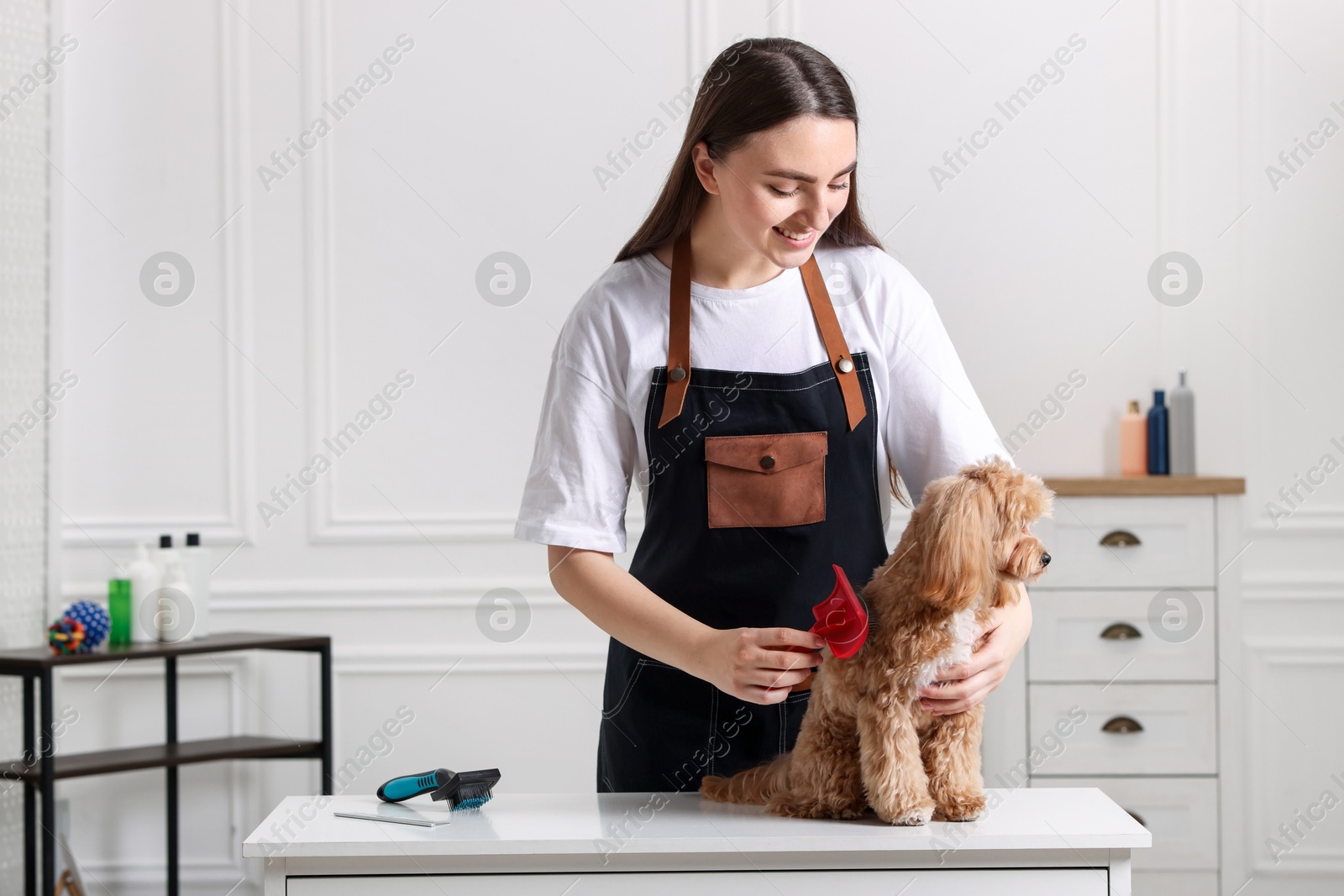 Photo of Woman brushing cute Maltipoo dog in room