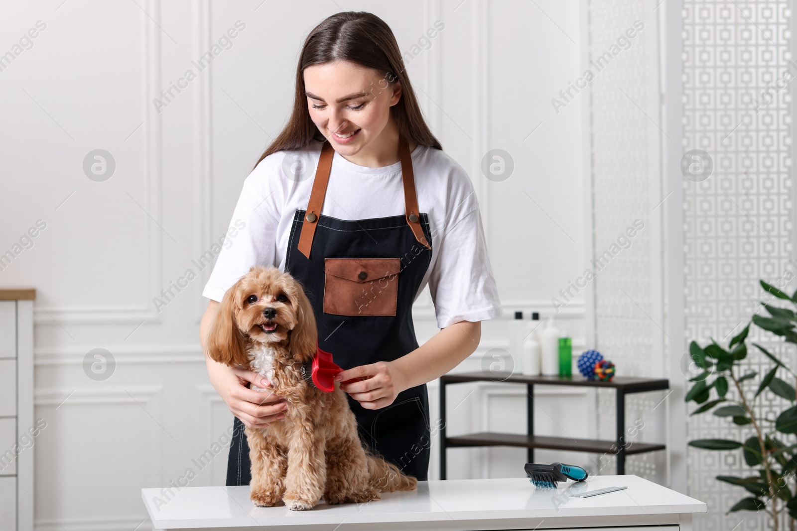 Photo of Woman brushing cute Maltipoo dog in room