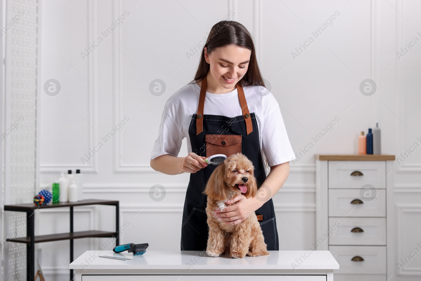 Photo of Woman brushing cute Maltipoo dog in room