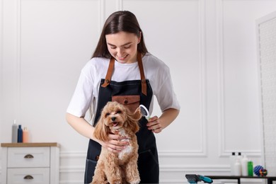 Photo of Woman brushing cute Maltipoo dog in room