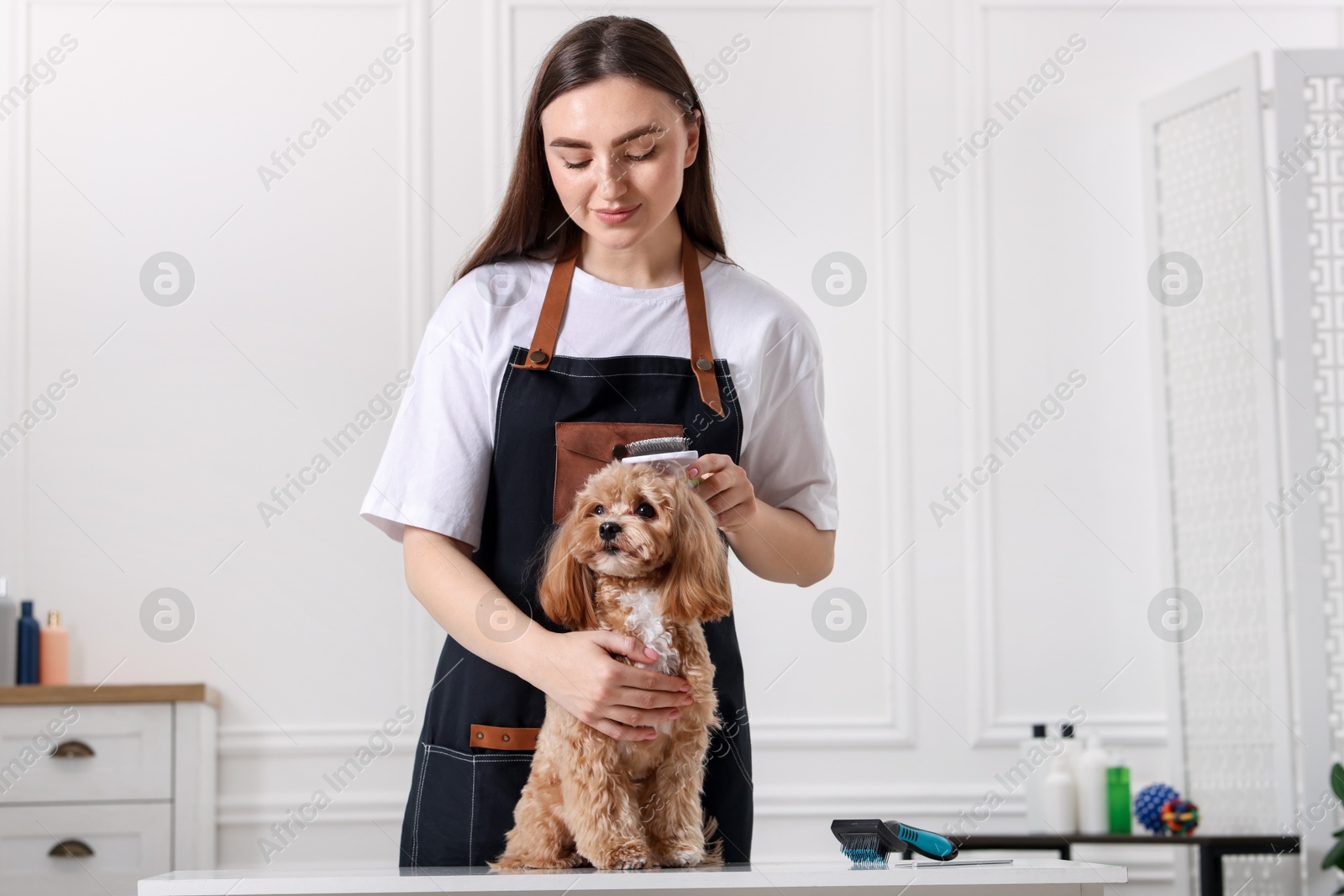 Photo of Woman brushing cute Maltipoo dog in room