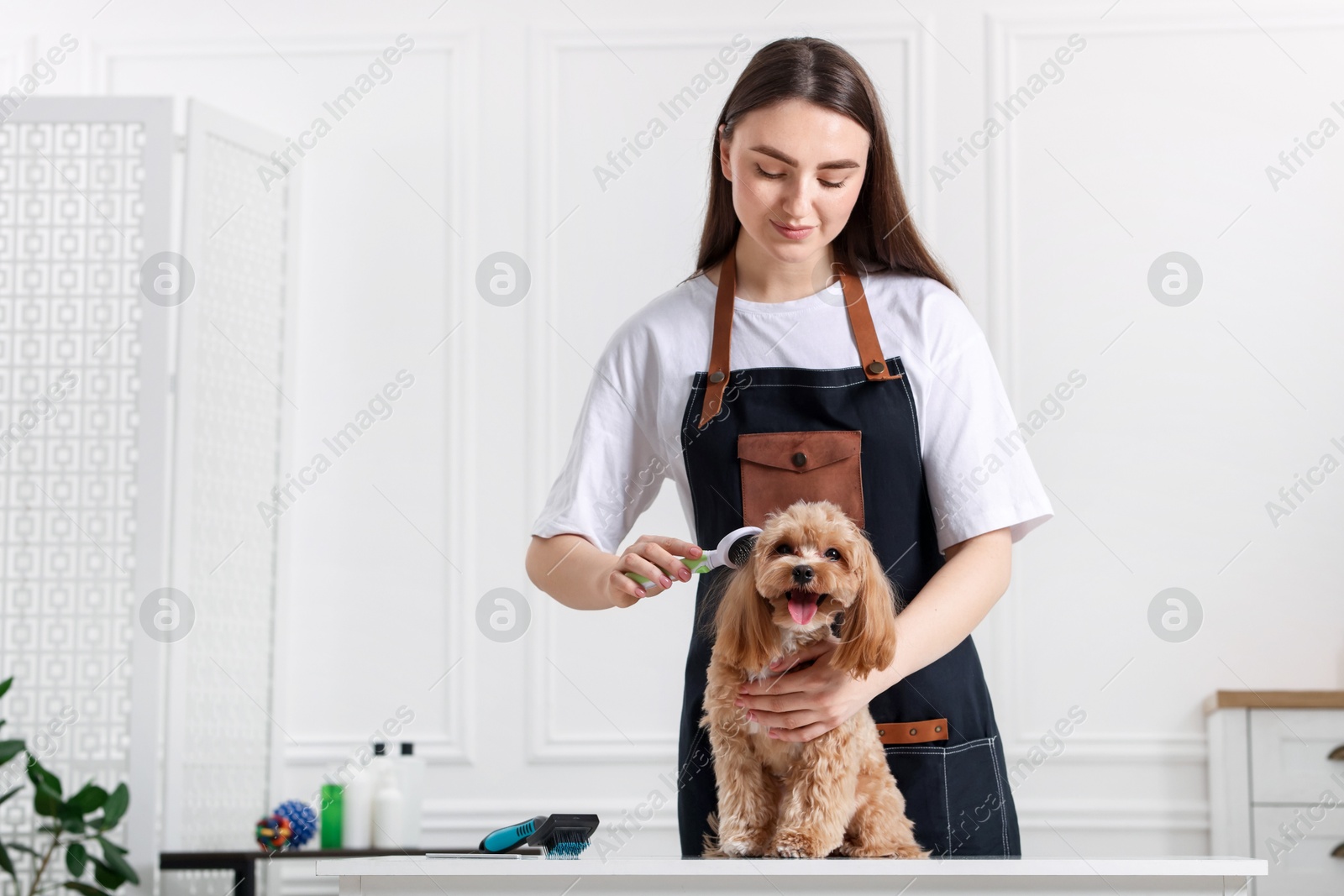 Photo of Woman brushing cute Maltipoo dog in room