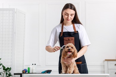 Photo of Woman brushing cute Maltipoo dog in room