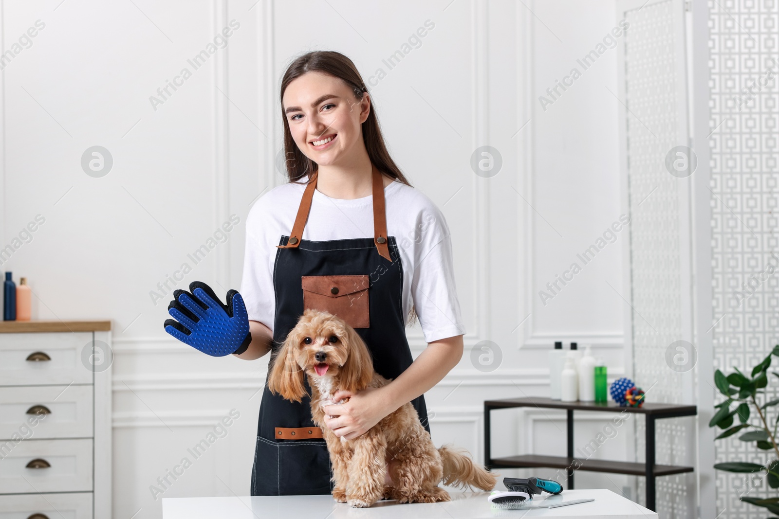 Photo of Woman with grooming glove and cute Maltipoo indoors