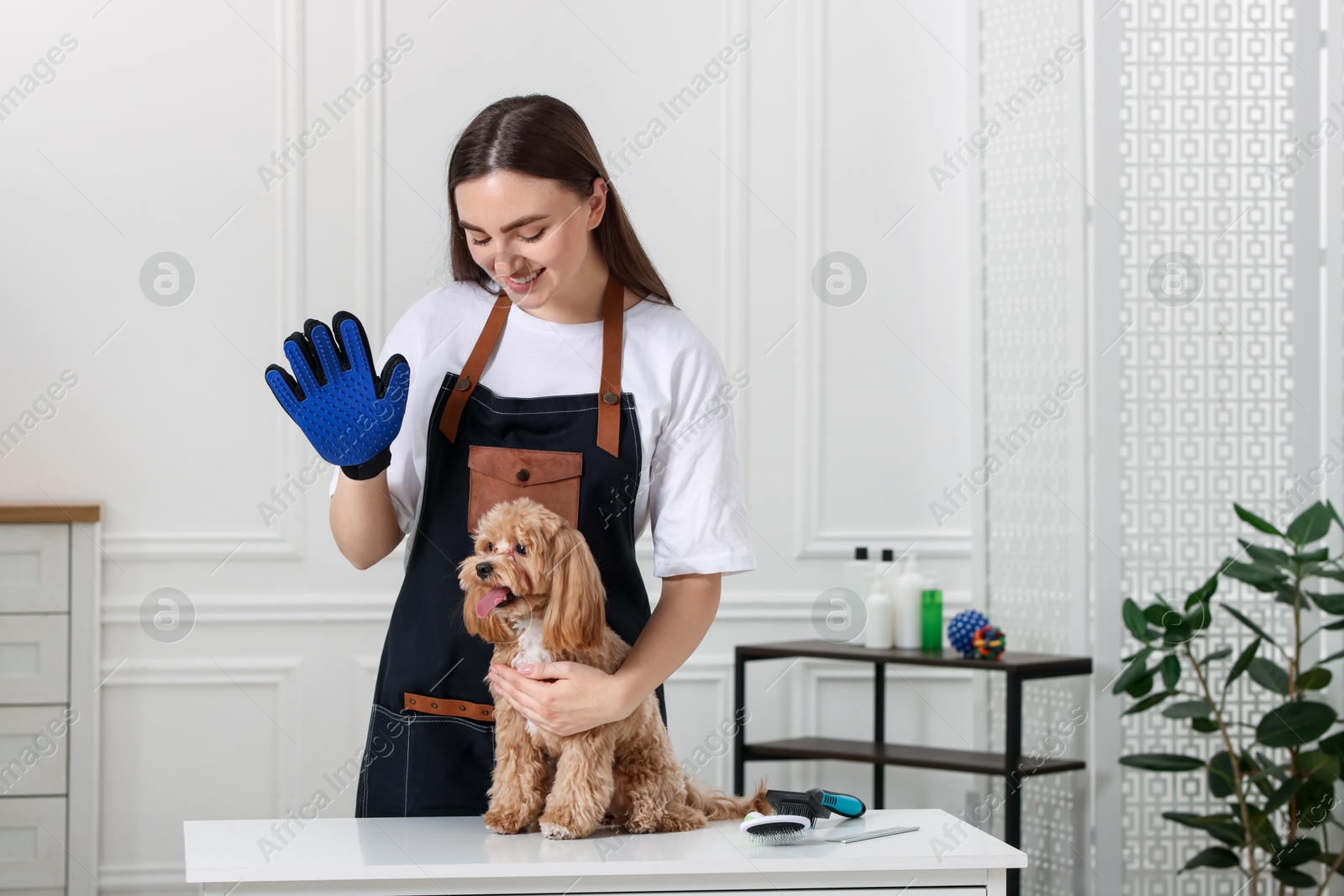 Photo of Woman with grooming glove and cute Maltipoo indoors