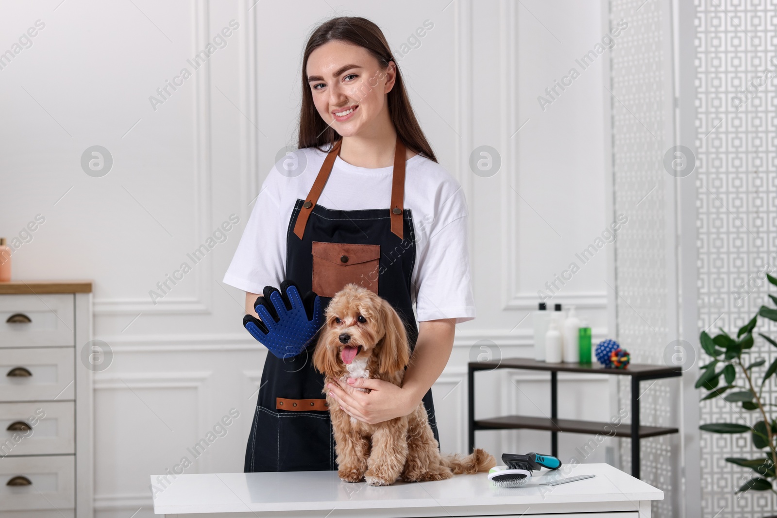 Photo of Woman with grooming glove and cute Maltipoo indoors