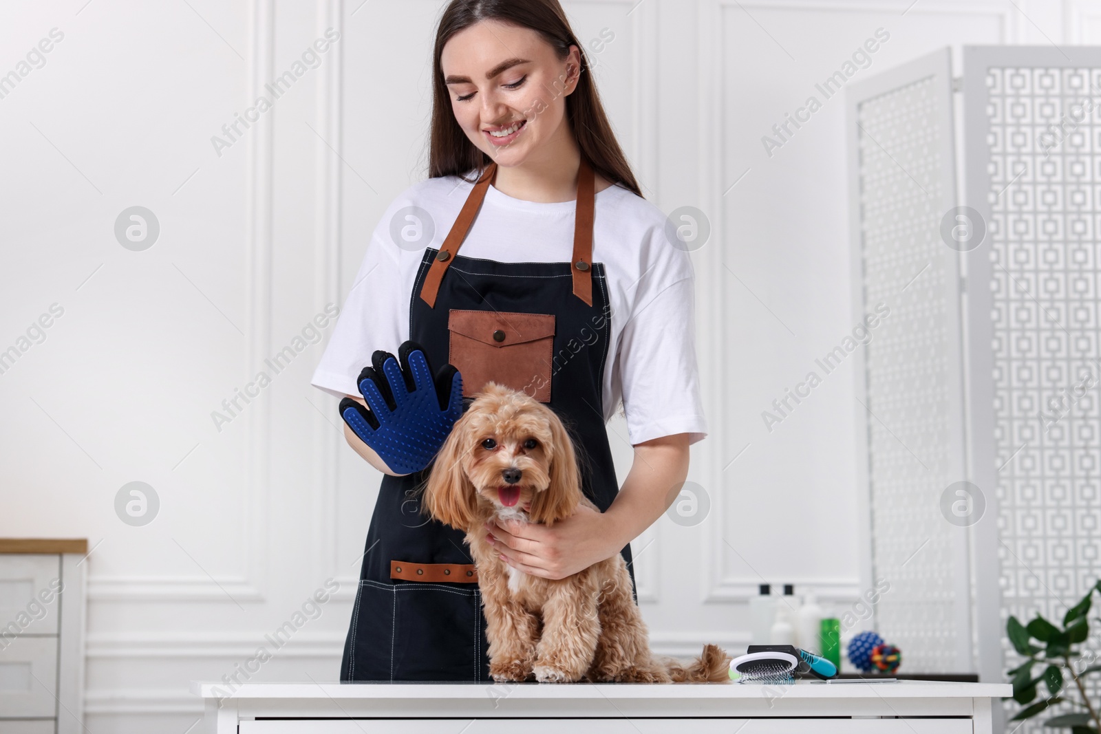 Photo of Woman with grooming glove and cute Maltipoo indoors