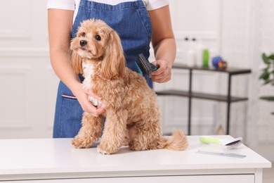 Photo of Woman brushing cute Maltipoo dog indoors, closeup