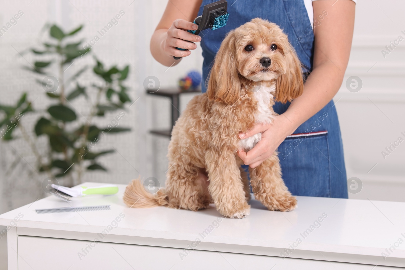 Photo of Woman brushing cute Maltipoo dog indoors, closeup