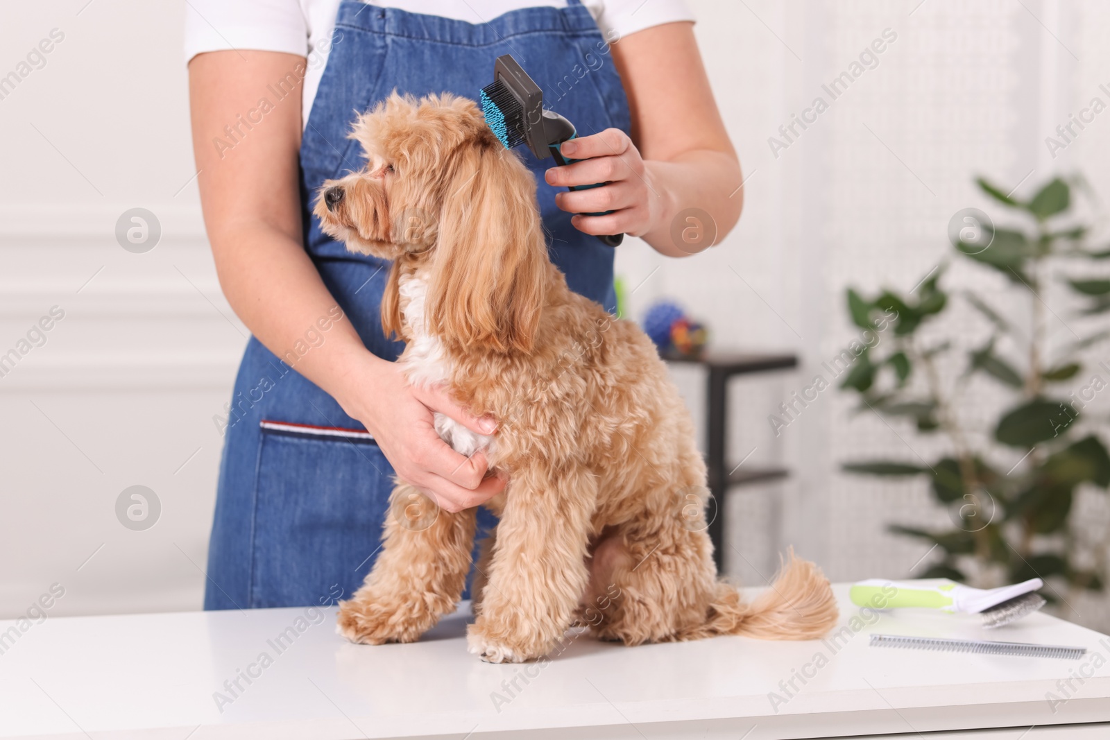 Photo of Woman brushing cute Maltipoo dog indoors, closeup