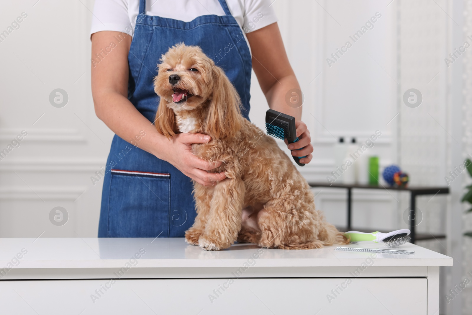 Photo of Woman brushing cute Maltipoo dog indoors, closeup