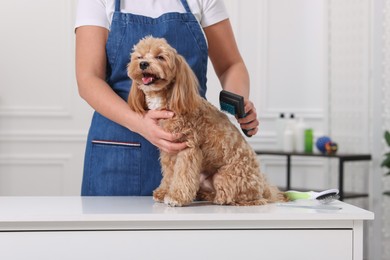 Photo of Woman brushing cute Maltipoo dog indoors, closeup