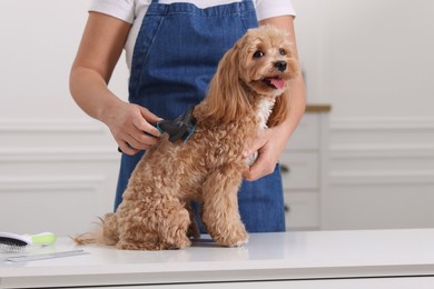 Photo of Woman brushing cute Maltipoo dog indoors, closeup