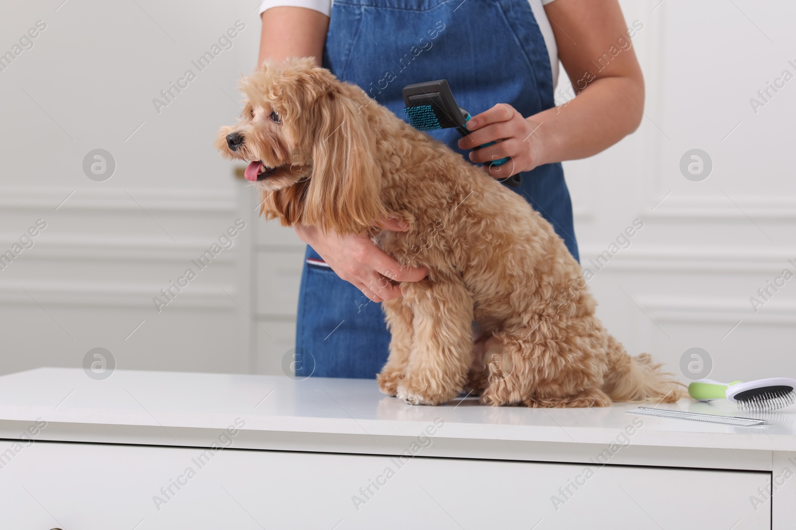 Photo of Woman brushing cute Maltipoo dog indoors, closeup