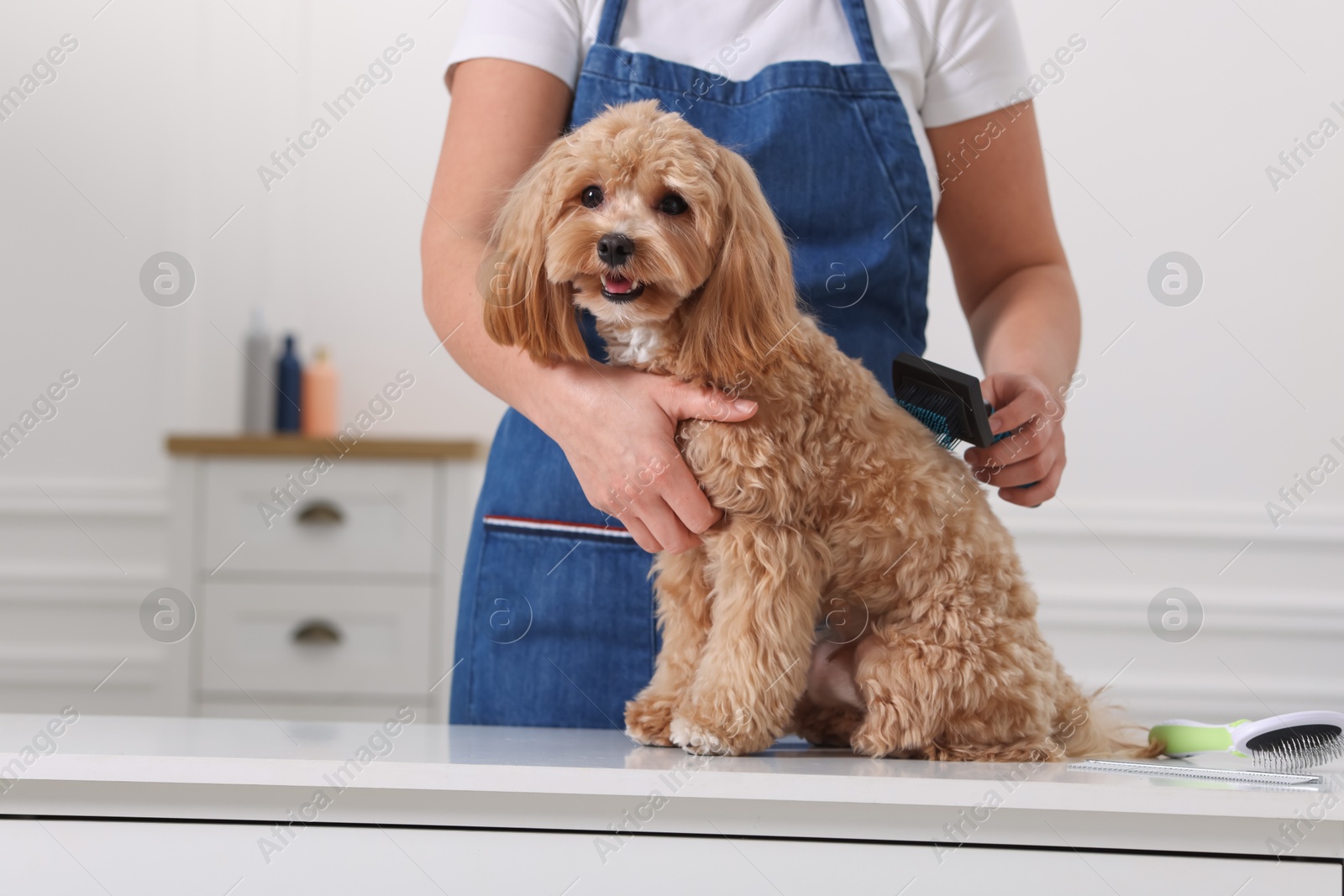 Photo of Woman brushing cute Maltipoo dog indoors, closeup