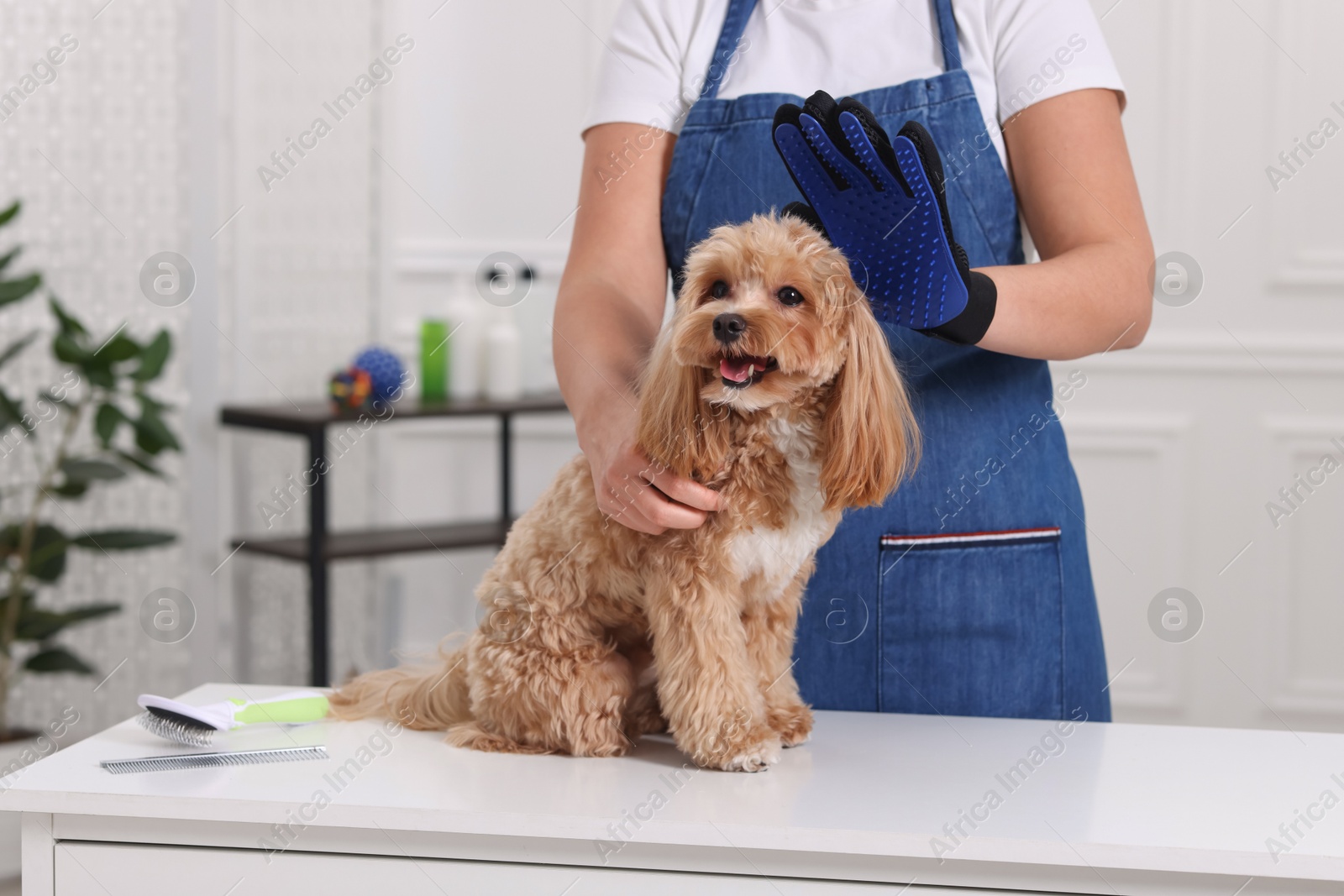 Photo of Woman brushing cute Maltipoo dog with grooming glove indoors, closeup