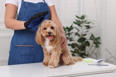 Photo of Woman brushing cute Maltipoo dog with grooming glove indoors, closeup