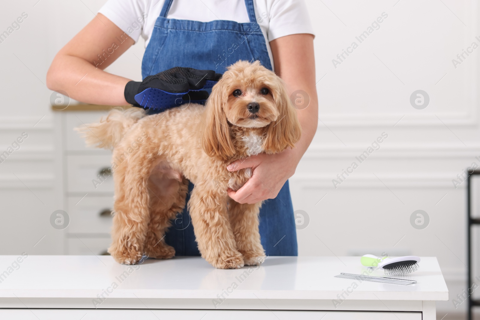 Photo of Woman brushing cute Maltipoo dog with grooming glove indoors, closeup