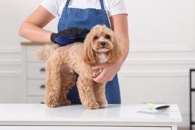 Photo of Woman brushing cute Maltipoo dog with grooming glove indoors, closeup