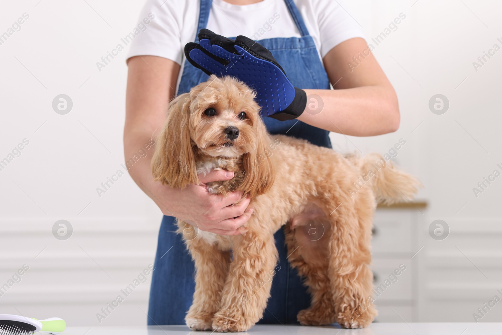 Photo of Woman brushing cute Maltipoo dog with grooming glove indoors, closeup