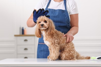 Photo of Woman brushing cute Maltipoo dog with grooming glove indoors, closeup