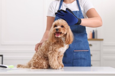 Photo of Woman brushing cute Maltipoo dog with grooming glove indoors, closeup