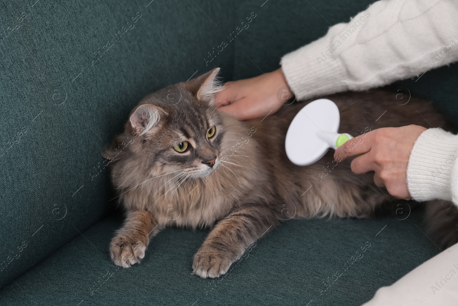 Photo of Woman brushing her cat on sofa indoors, closeup