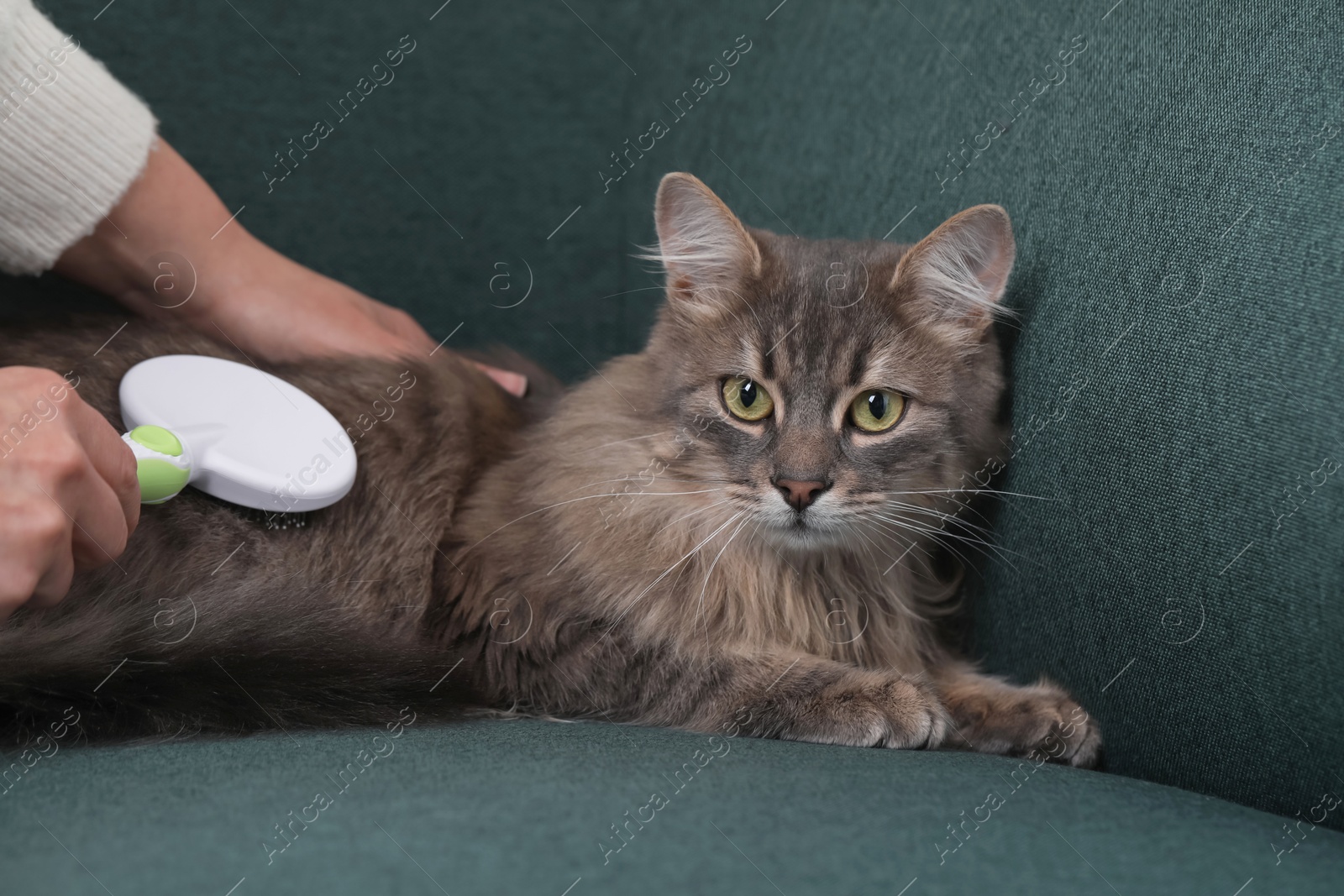 Photo of Woman brushing her cat on sofa indoors, closeup