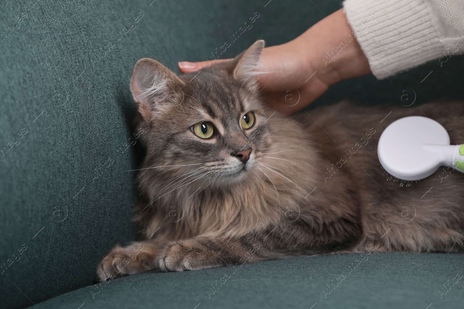 Photo of Woman brushing her cat on sofa indoors, closeup