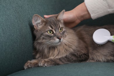 Photo of Woman brushing her cat on sofa indoors, closeup