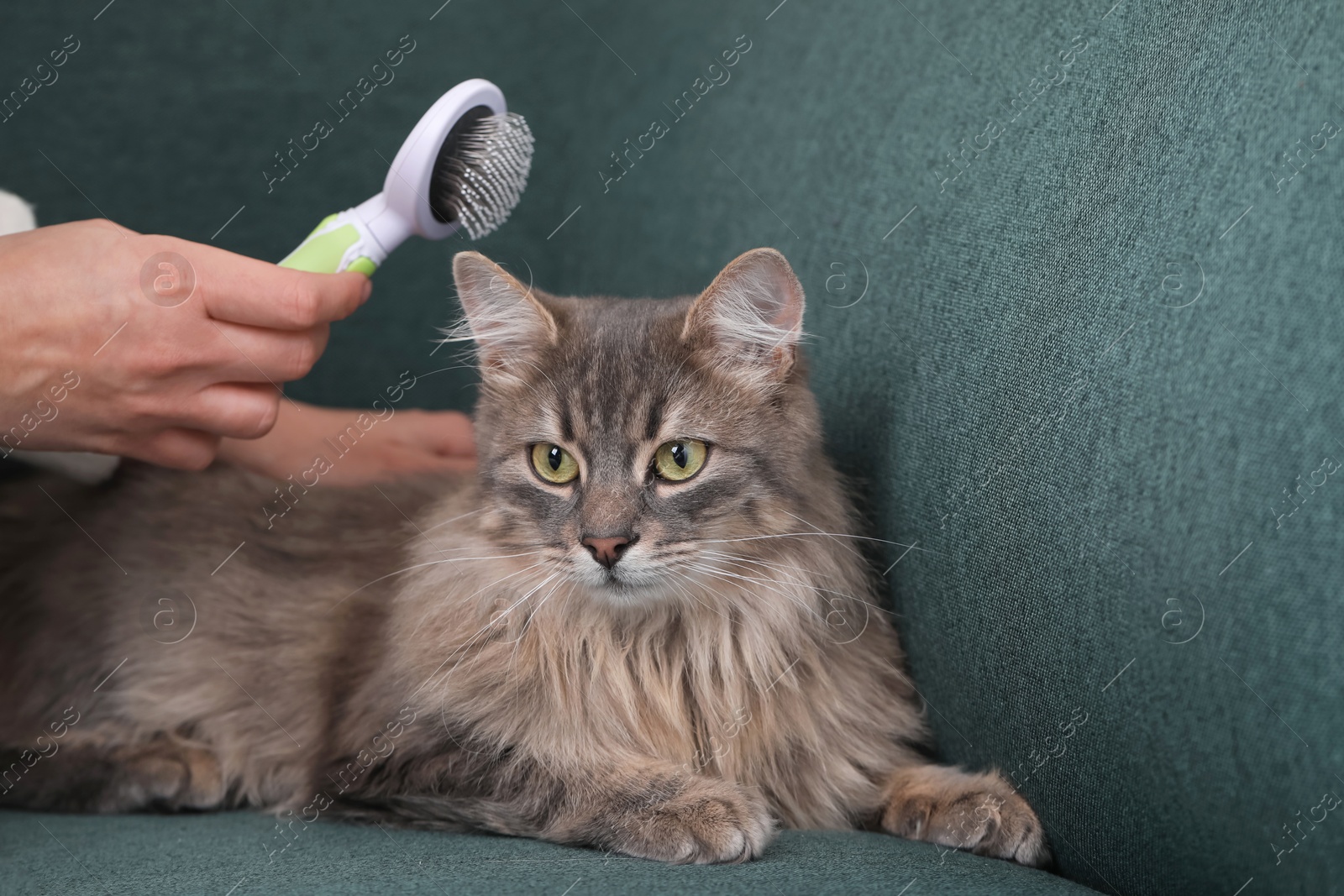 Photo of Woman brushing her cat on sofa indoors, closeup