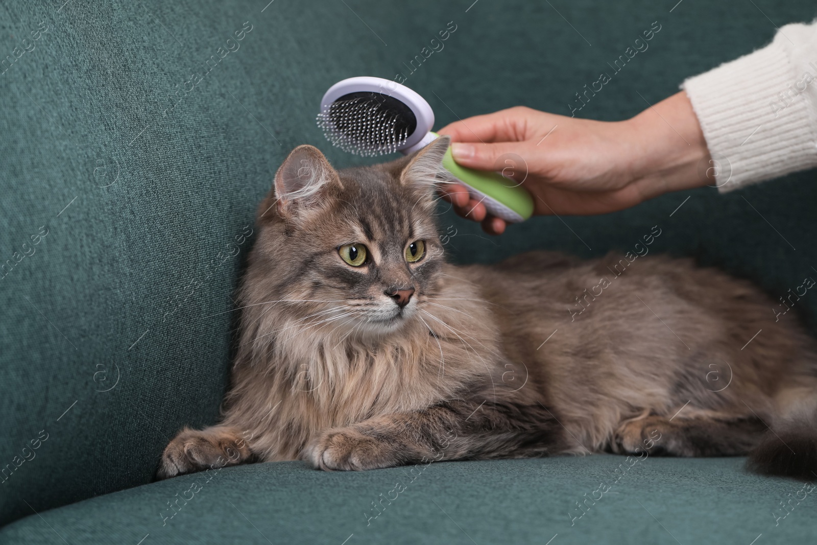 Photo of Woman brushing her cat on sofa indoors, closeup