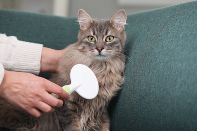 Photo of Woman brushing her cat on sofa indoors, closeup