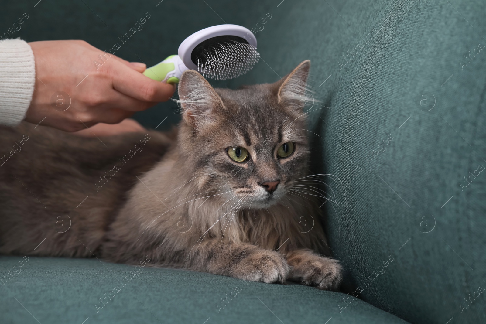 Photo of Woman brushing her cat on sofa indoors, closeup