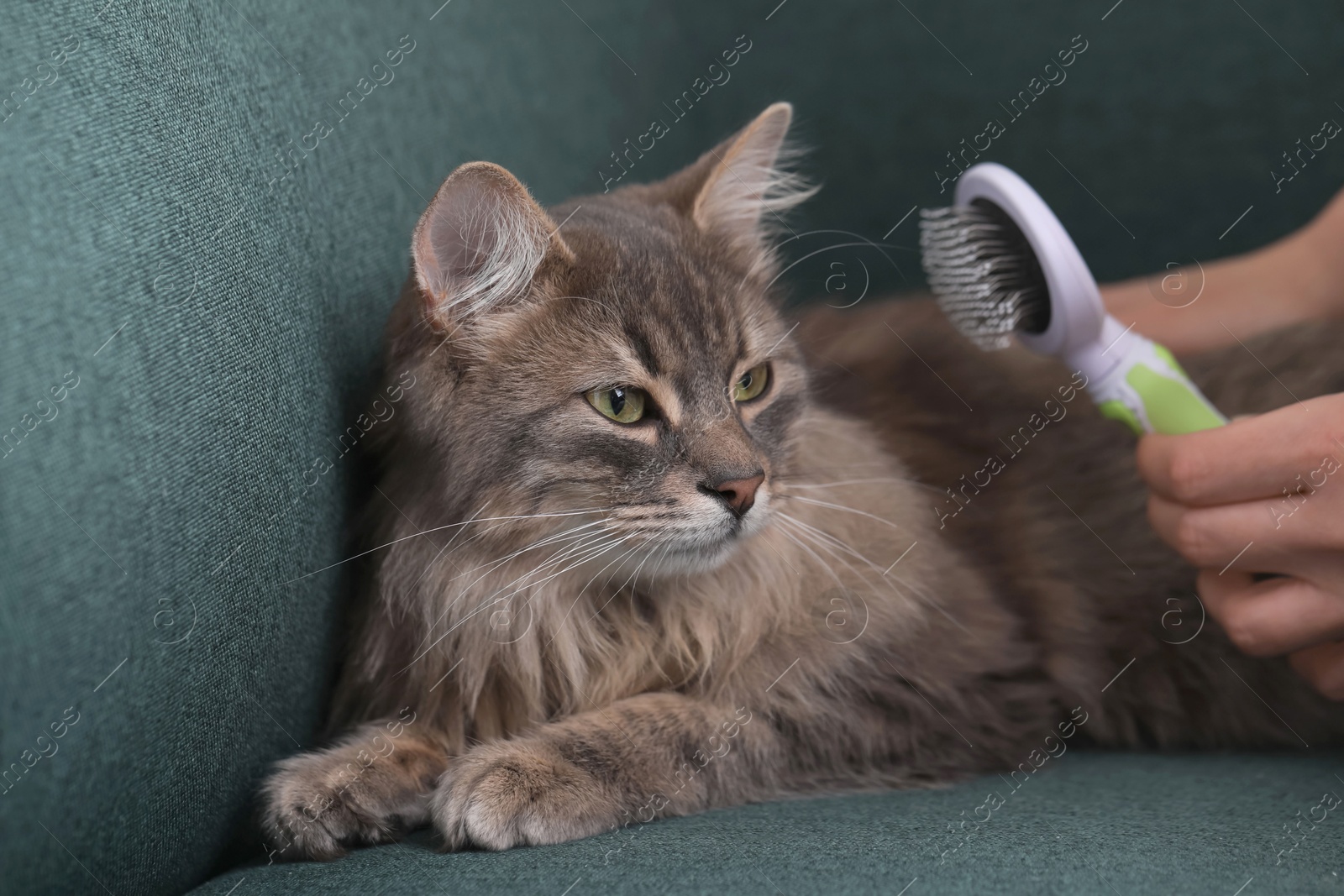 Photo of Woman brushing her cat on sofa indoors, closeup