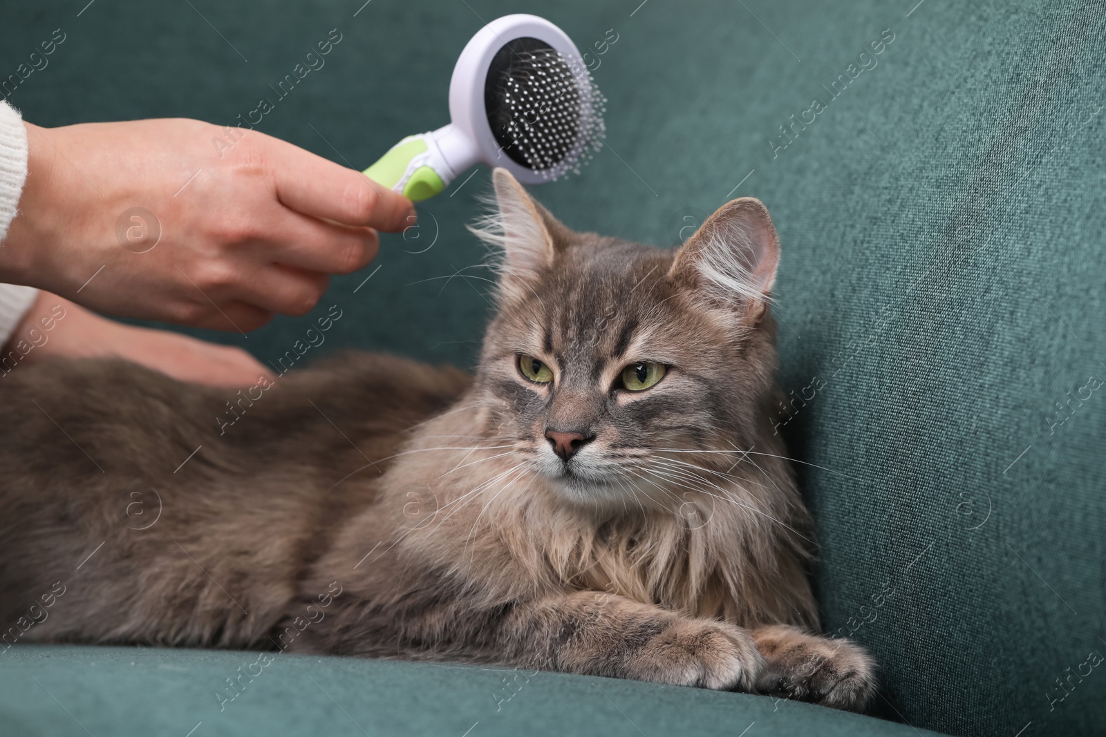 Photo of Woman brushing her cat on sofa indoors, closeup