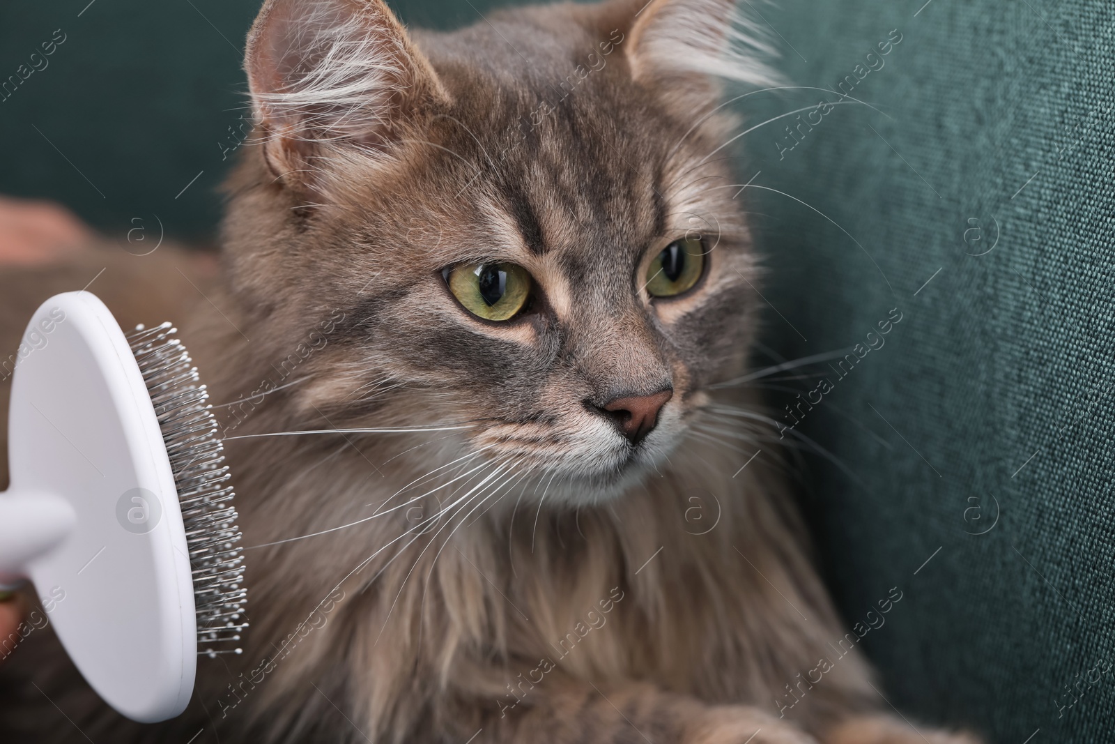 Photo of Woman brushing her cat on sofa indoors, closeup