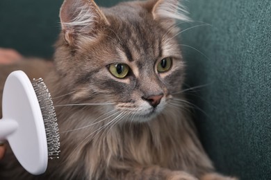 Photo of Woman brushing her cat on sofa indoors, closeup