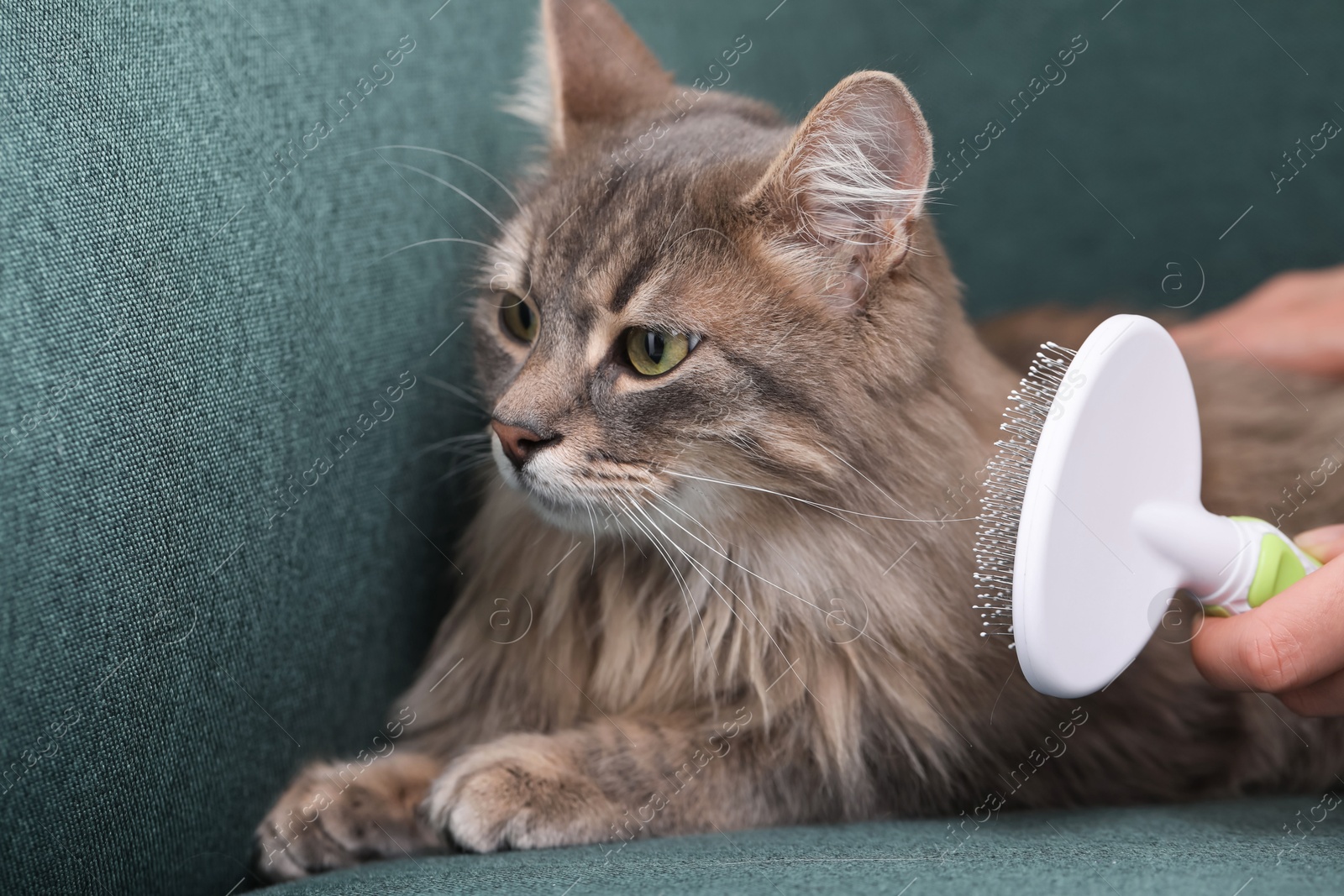 Photo of Woman brushing her cat on sofa indoors, closeup