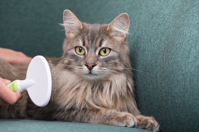 Photo of Woman brushing her cat on sofa indoors, closeup