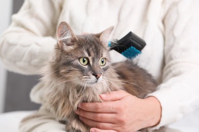 Photo of Woman brushing her cute cat indoors, closeup