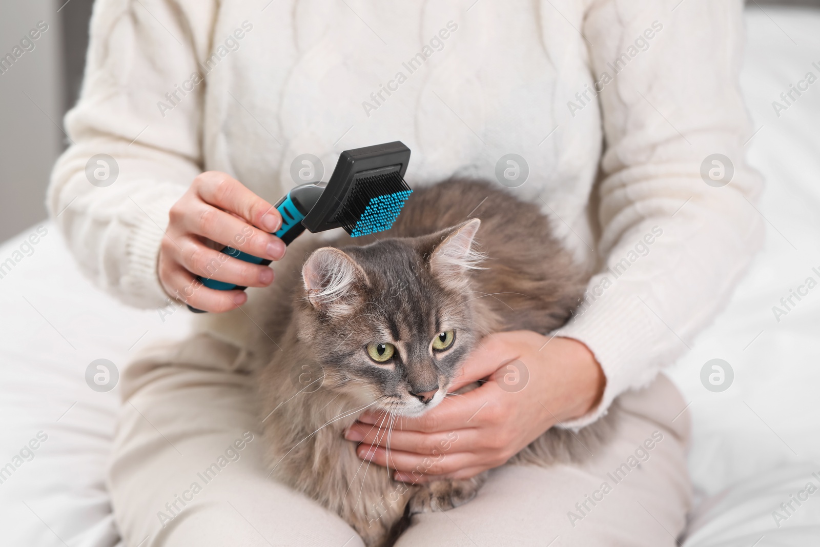 Photo of Woman brushing her cute cat indoors, closeup