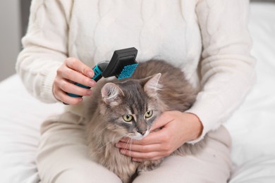 Photo of Woman brushing her cute cat indoors, closeup