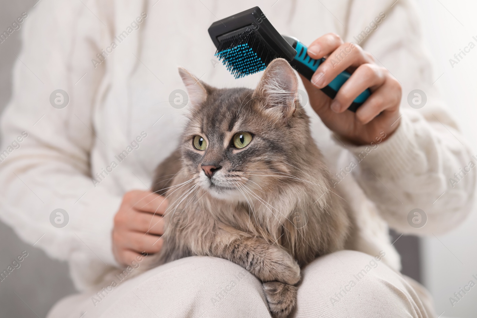 Photo of Woman brushing her cute cat indoors, closeup